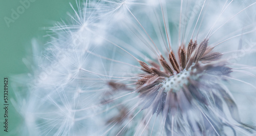 Closeup of dandelion on natural background. Bright  delicate nature details. Inspirational nature concept  soft blue and green blurred bokeh meadow field view. Bright sunny macro seasonal springtime