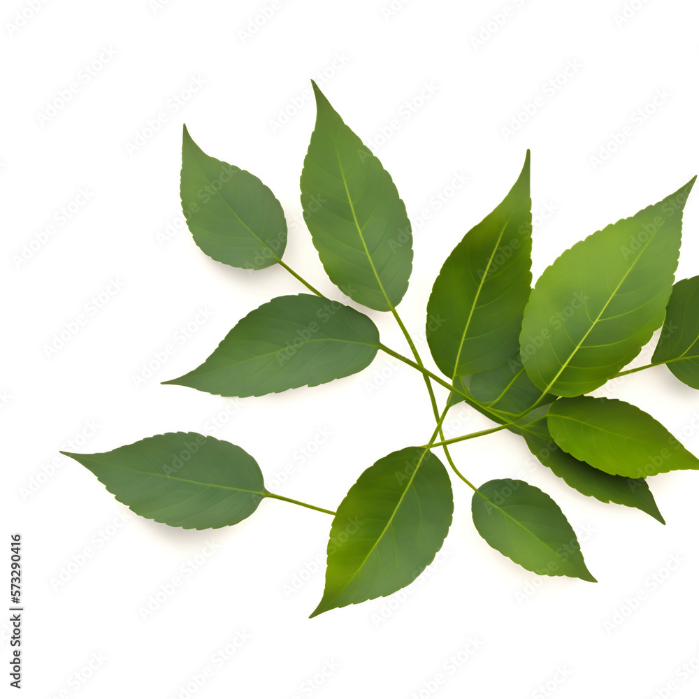 green leaves isolated on white - green leaves on white background - Leafs - Generative AI green leaves isolated on white - green leaves on white background - Leafs - Generative AI