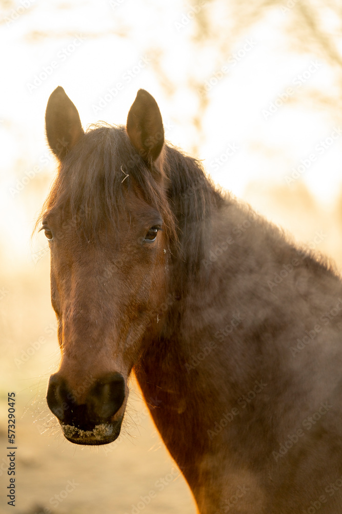 Fototapeta premium Horse in paddock paradise in beautiful soft morning light in winter time with winter coat