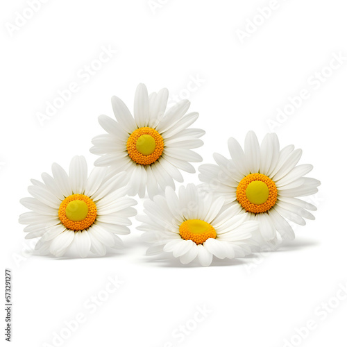 daisy flowers isolated on white background - daisies flowers on white background - White flowers - Generative AI