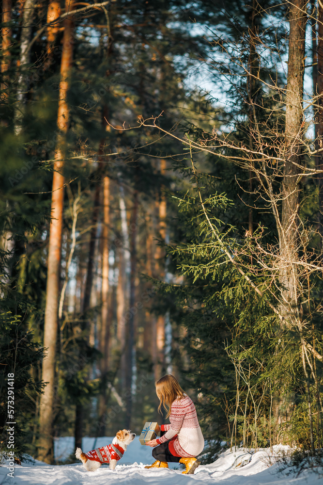 A girl in a sweater gives a Jack Russell Terrier dog a gift Jack in a winter spruce forest on the snow. Christmas concept A girl in a sweater gives a Jack Russell Terrier dog a gift Jack in a winter spruce forest on the snow. Christmas concept