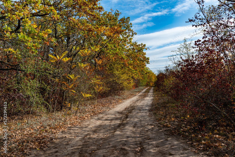 Overgrown dirt road in the coastal forest in autumn on the banks of the Dniester Estuary Overgrown dirt road in the coastal forest in autumn on the banks of the Dniester Estuary
