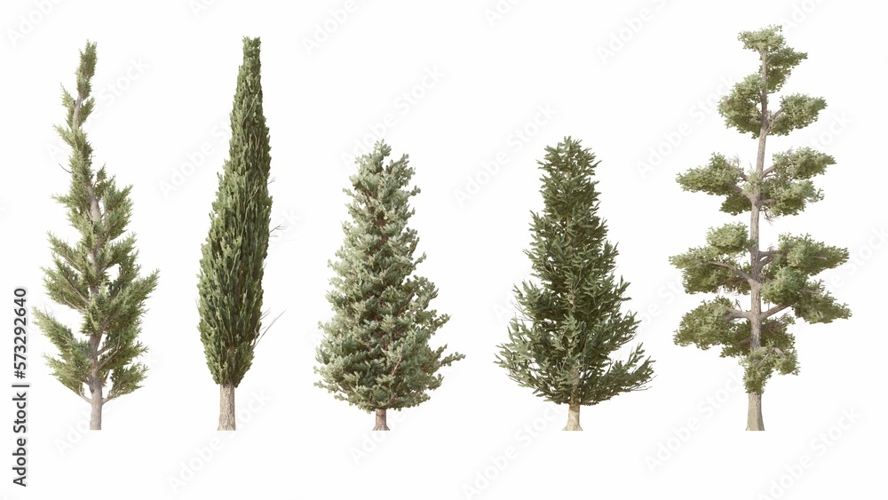 Set of 3D Pine tree isolated on white background , Use for visualization in graphic design