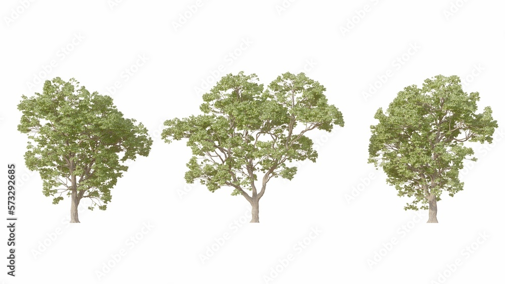Set of 3D European Beech isolated on white background, Use for visualization in graphic design