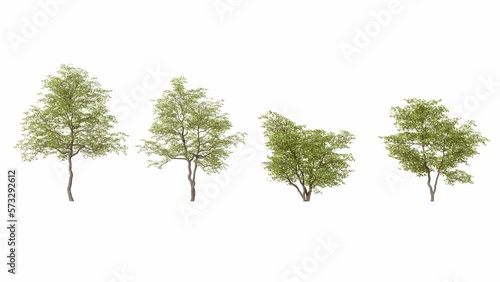 Fotografía Set of 3D European Beech isolated on white background, Use for visualization in
