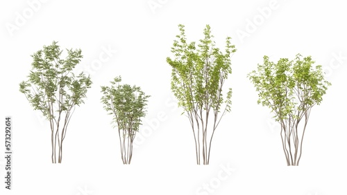 Set of 3D tree isolated on white background, Use for visualization in graphic design