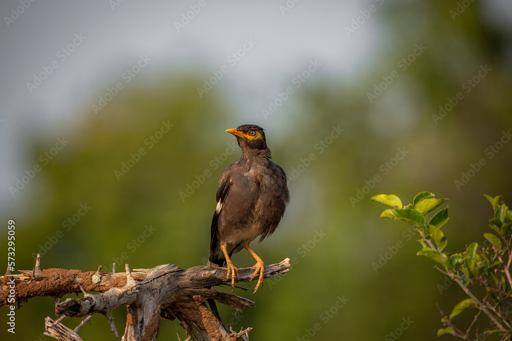 Fototapeta premium A maina was spotted at Yala National Park, Sri Lanka