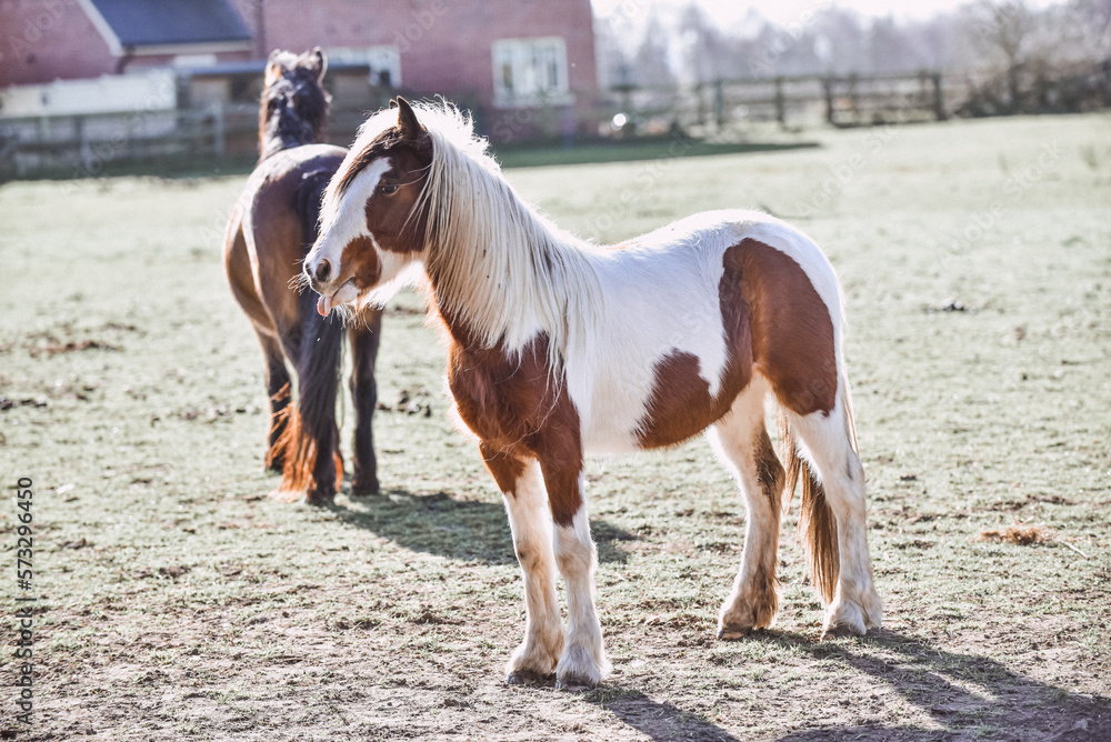 Horses playing while turned out in a field Horses playing while turned out in a field