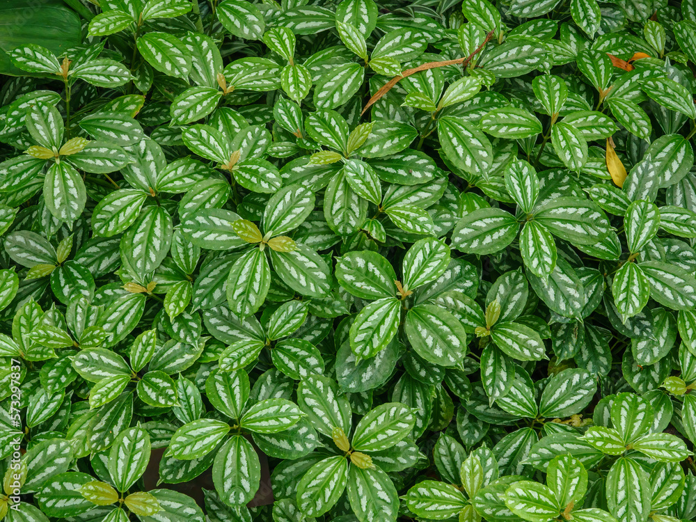 Foliage of aluminum plant (binomial name: Pilea cadierei), also known