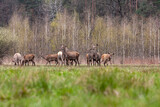 Stado jeleni na polanie