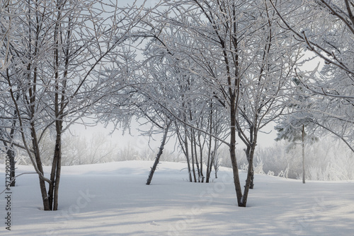 Hoarfrost and snow on the branches of trees. Winter landscape.