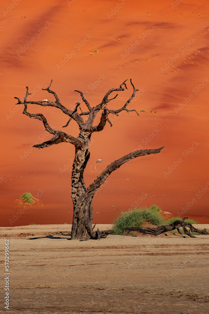 Dead Camelthorn Trees against red dunes and blue sky in Deadvlei, Sossusvlei. Namib-Naukluft National Park, Namibia, Africa Dead Camelthorn Trees against red dunes and blue sky in Deadvlei, Sossusvlei. Namib-Naukluft National Park, Namibia, Africa