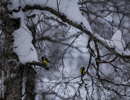 2 meat tits birds in tree in winter with snow