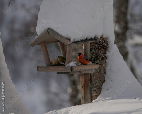 Eurasian bullfinch on birdhouse in snow