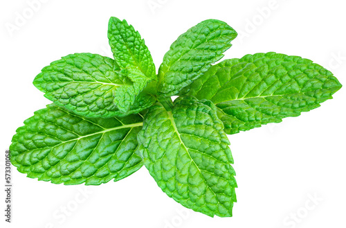 Fresh Lemon balm (Melissa officinalis) leaves isolated on a white background. Melissa, Mint, Peppermint close-up.