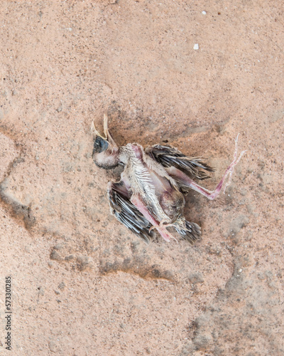 DEAD BIRD