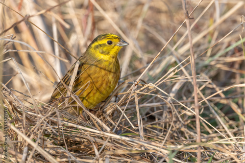 Male yellowhammer (Emberiza citrinella) looking for food on the ground. © bios48