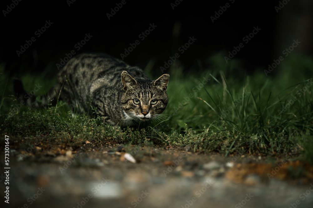hunting cat in a grass