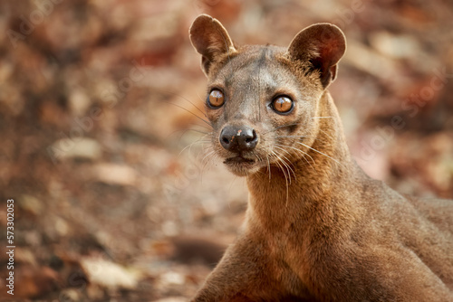 Leinwand Poster Portrait of wild animal Fossa, Cryptoprocta ferox, resting in dry leaves on the ground, endangered carnivores of Kirindy Forest, Madagascar