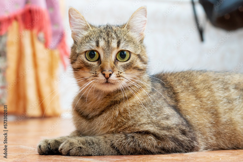 Obraz premium A brown tabby cat is lying on the floor in the room