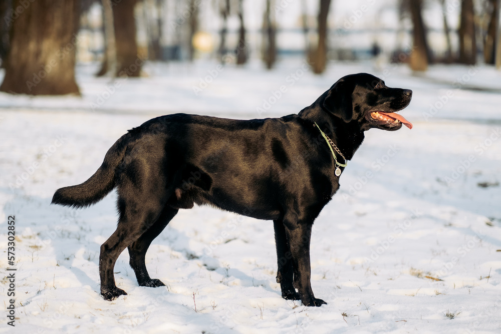 Black labrador dog playing outside in winter Black labrador dog playing outside in winter