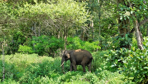 Lone young wild tusker male elephant grazing in the Bandipur mudumalai Ooty Road, India. photo