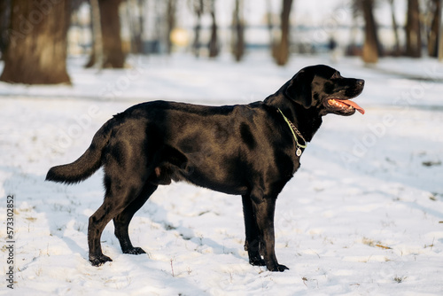 Black labrador dog playing outside in winter