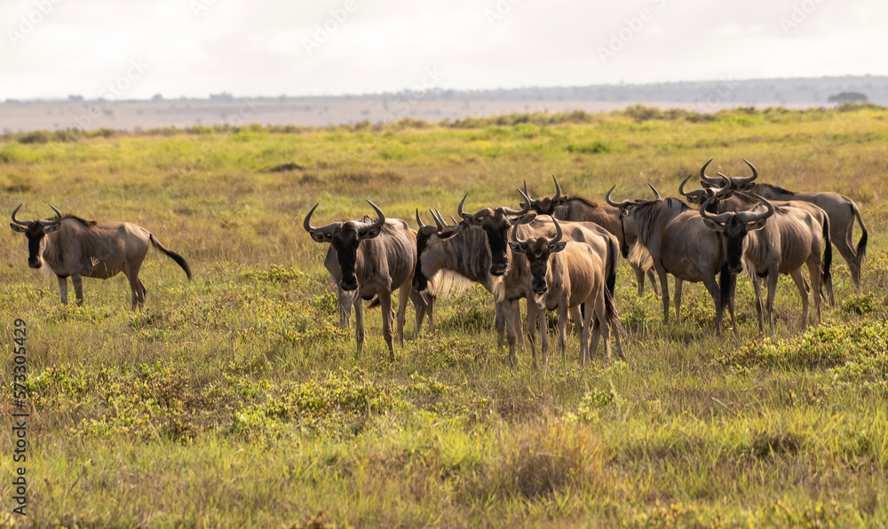 Herd of ox-headed antelopes in Africa