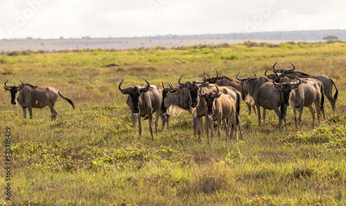 Fototapeta Naklejka Na Ścianę i Meble -  Herd of ox-headed antelopes in Africa