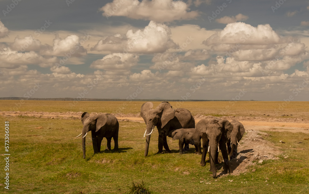 Obraz premium Herd of African Elephants walking through grass in Kenya National Park