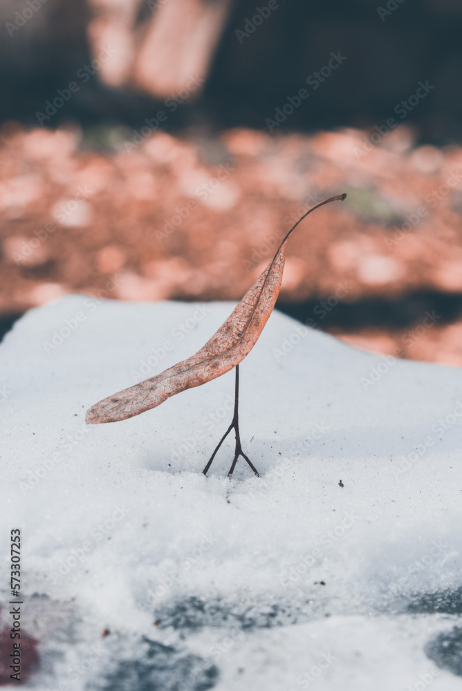 Leaf on snow, winter nature Leaf on snow, winter nature
