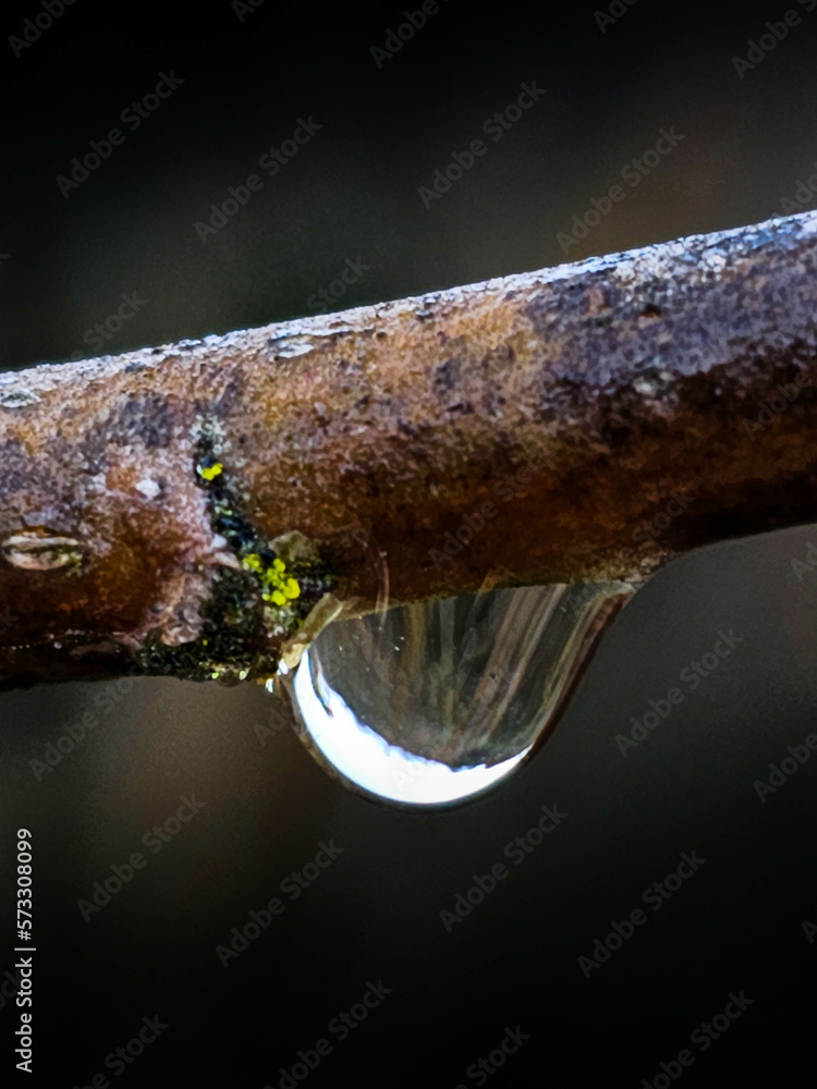 A gem of nature: a drop of water on a twig