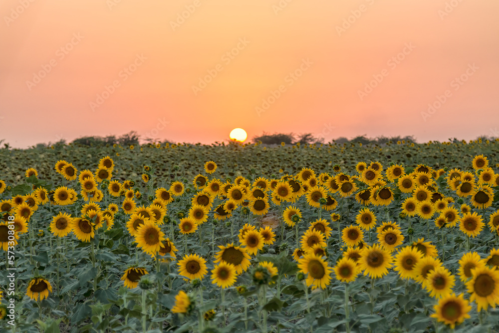 Obraz premium sunflower field at sunset