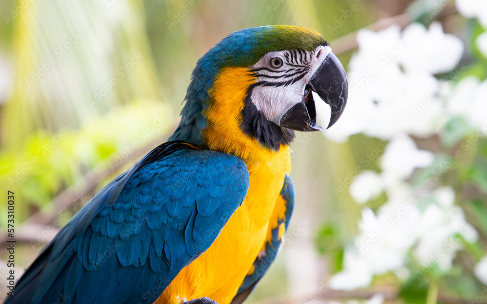 Fototapeta premium beautiful Blue-and-Yellow Macaw in rainforest