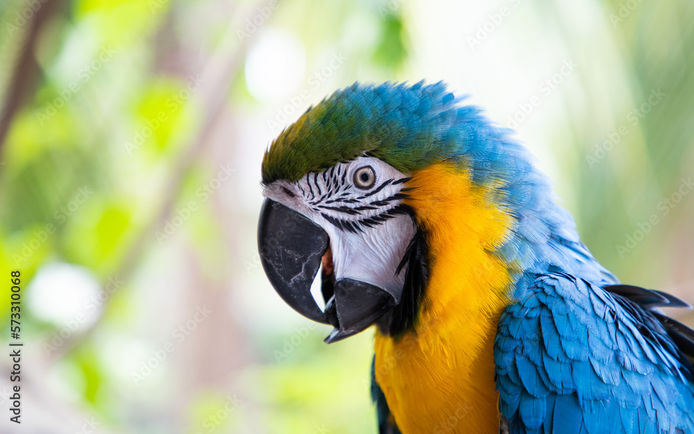 beautiful Blue-and-Yellow Macaw in rainforest beautiful Blue-and-Yellow Macaw in rainforest