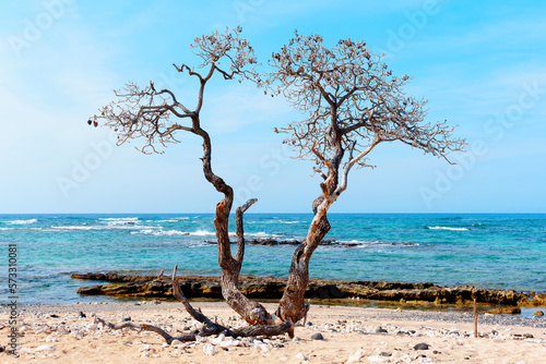 Old tree with crooked branches on the ocean shore