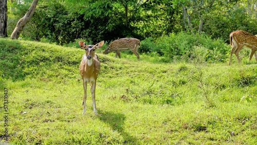 Wild Spotted deers or axis deers herd in the Bandipur mudumalai Ooty Road, India.