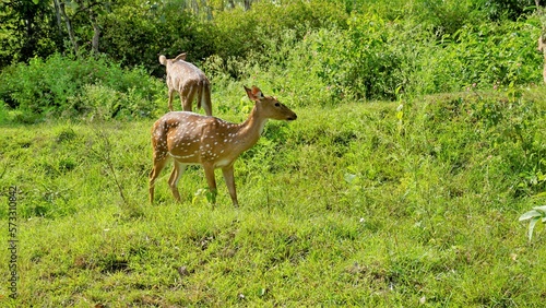 Wild Spotted deers or axis deers herd in the Bandipur mudumalai Ooty Road, India. © Albin