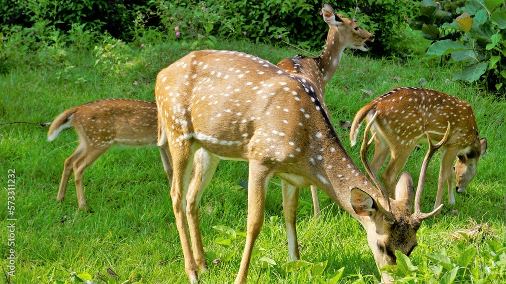 Wild Spotted deers or axis deers herd in the Bandipur mudumalai Ooty Road, India. Wild Spotted deers or axis deers herd in the Bandipur mudumalai Ooty Road, India.