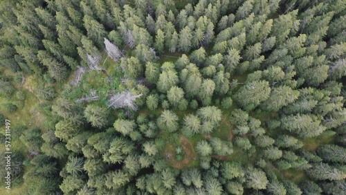 Mountain pine forest 