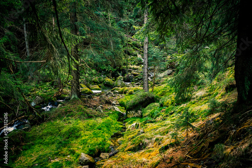 Wild forest in Polish montains photo
