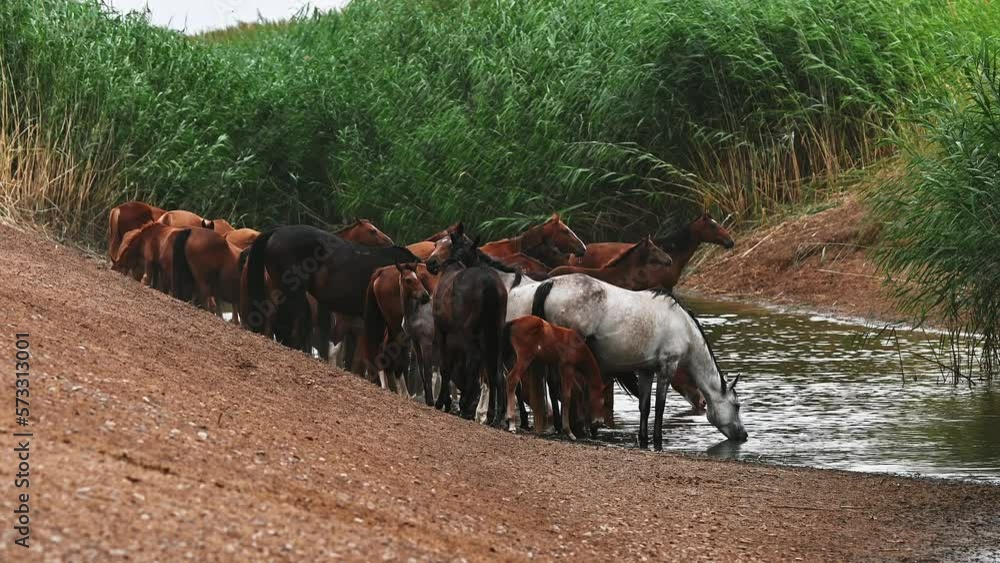 Herd of horses drinking water in the river in summer. 4K slow motion Herd of horses drinking water in the river in summer. 4K slow motion