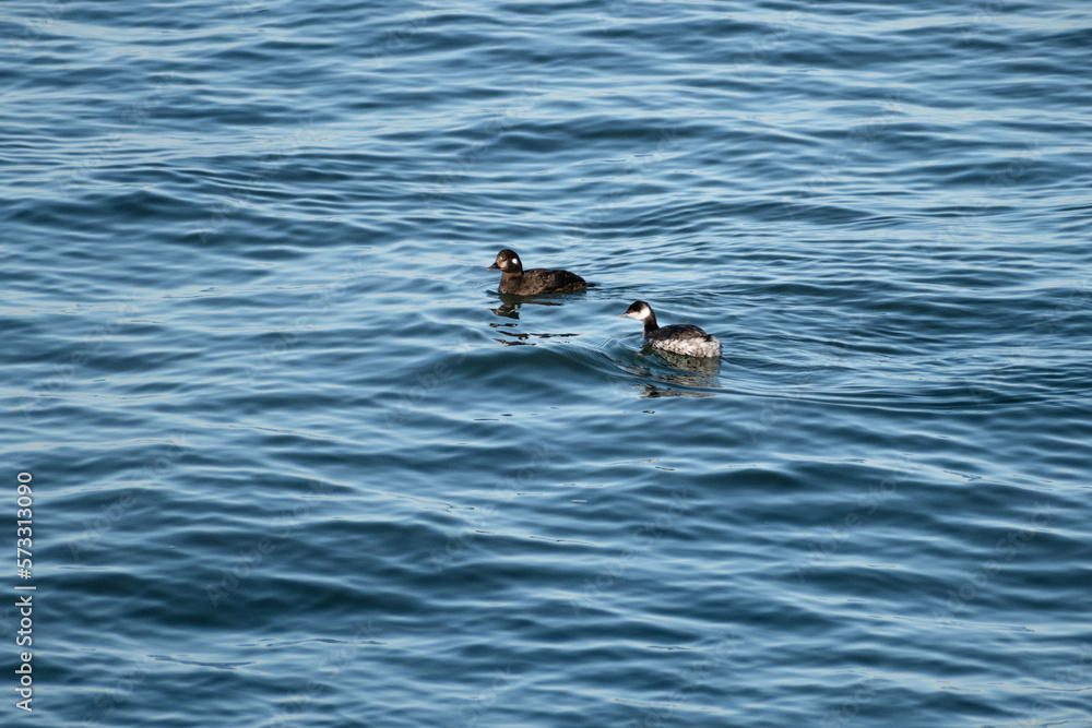 Horned grebe (Podiceps auritus) and Harlequin duck (Histrionicus histrionicus) swimming together in lake Horned grebe (Podiceps auritus) and Harlequin duck (Histrionicus histrionicus) swimming together in lake