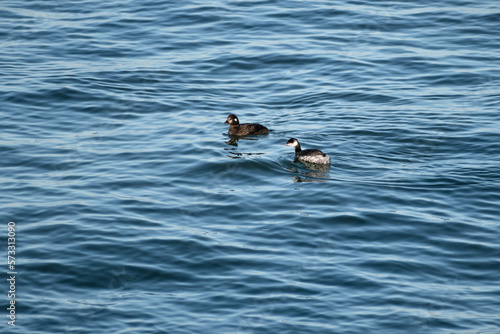 Horned grebe (Podiceps auritus) and Harlequin duck (Histrionicus histrionicus) swimming together in lake