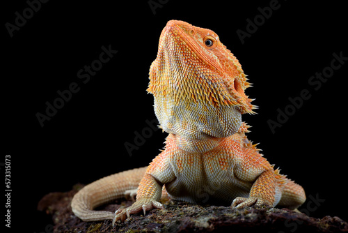 Bearded dragon on a tree 