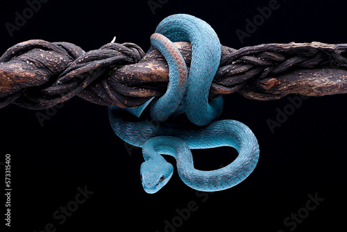 Quadro em tela Lesser Sunda pit viper (Trimeresurus insularis) in black background