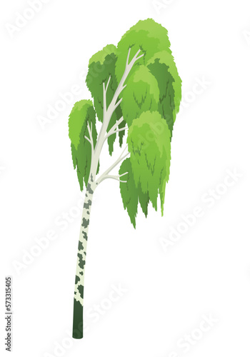 Isolated birch with green foliage on white background. Vector illustration in flat cartoon style