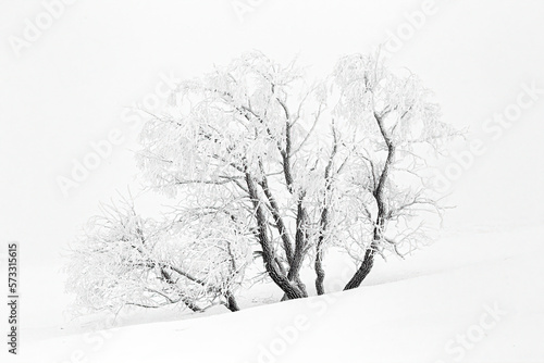 Prairie Winter Scenes