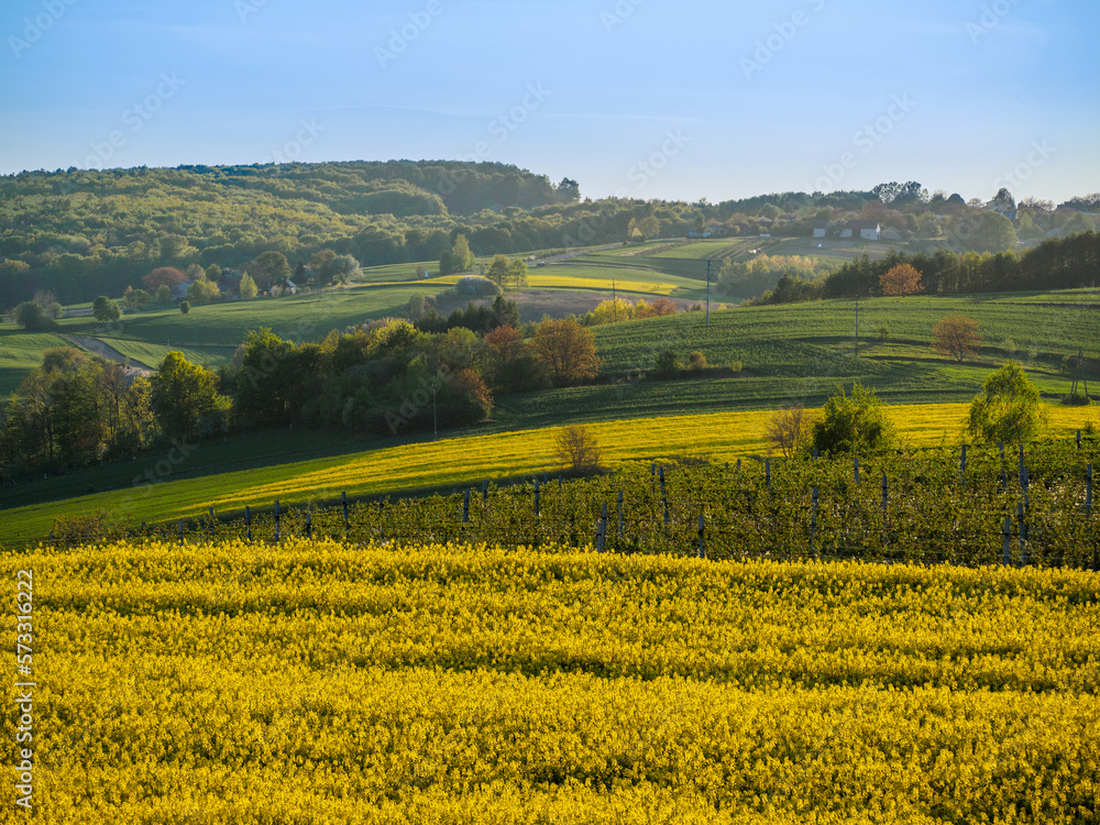 Spring farmland in the hills of Roztocze in Poland. Young green cereals. Blooming rapeseed.