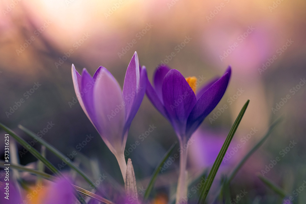 Krokusse -
Der Frühling kommt!
Der Lenz ist da! Krokusse -
Der Frühling kommt!
Der Lenz ist da!